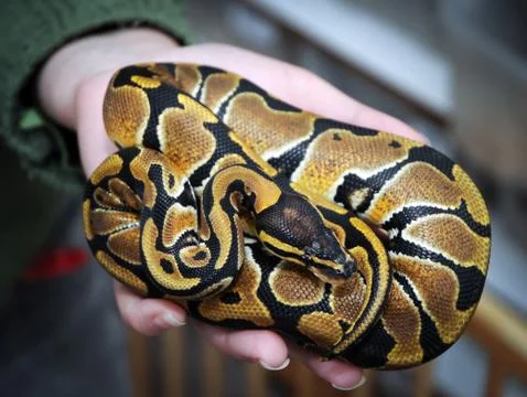 Close up on Python regius snake, commonly known as royal or ball python Stock-Fotos