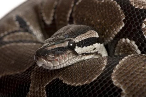 Close-up of Python regius snake 写真素材