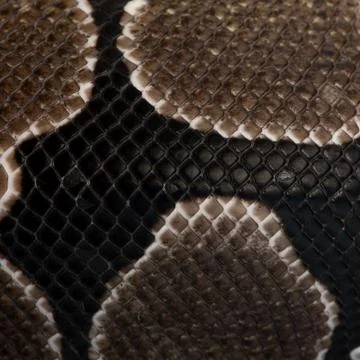 Close-up of Python regius snake scales 스톡 사진