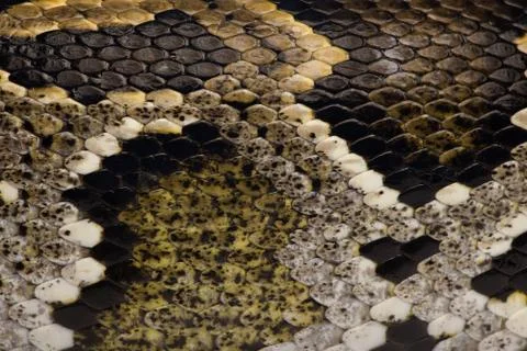 Close-up of Python regius' snakeskin Stockfoto's