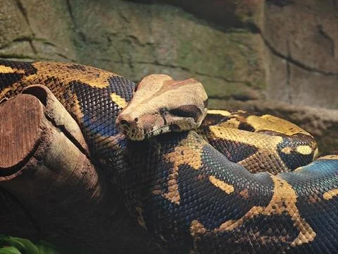 Close up of a python resting on the branch under light in the zoo Photos