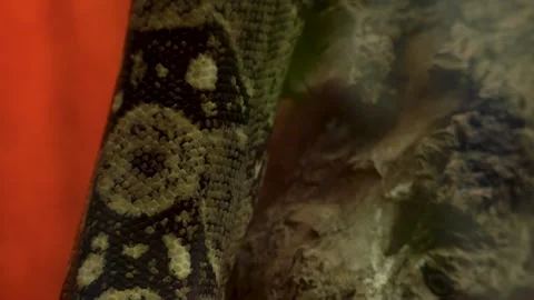 Close up of a python skin crawling on the branch of a tree Stock-Footage 277164035