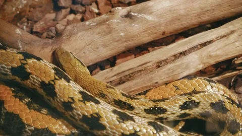 Close up of a python skin texture crawling, you can see each scale close up. The Video stock 233544849