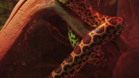 Close up of a python skin texture crawling, you can see each scale close up. The Stock-Footage 233544992