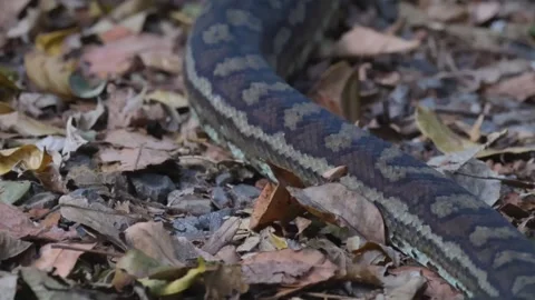 Close Up of a Python Slithering Across Dry Forest Floor Leaves Stock Footage 325689822