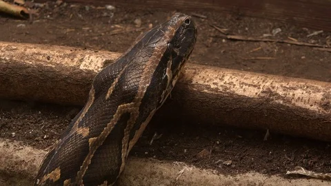 Close up of python snake head 4K 스톡 동영상 92270933