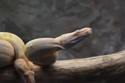 Close-up of a python snake resting on a tree branch Foto stock