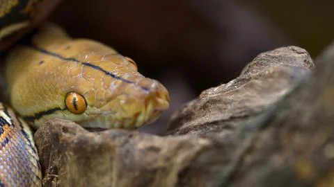Close up of a python snake s head amongst branches Stock Photos
