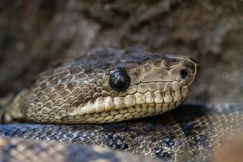 Close-Up of a Python Snake Showing Detailed Scales and Eye Texture Stockfoto's