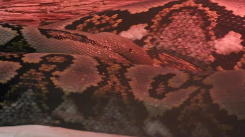 Close Up of Python Snake Skin Texture and Patterns Stock Footage 329442932