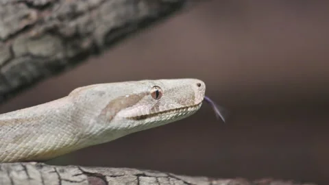 Close up of a Python snake in the wild. Video stock 163374202