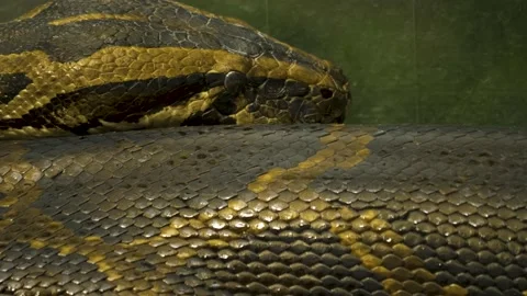 Close up python's head moving t Video stock 139119832