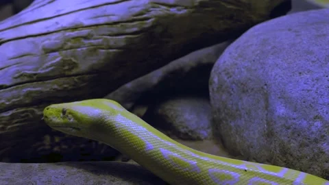 Close up python's head moving t Stock Footage 139119861
