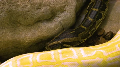 Close up python's head moving t Stock Footage 139119903
