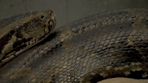 Close up python's head moving toward right along body Stock Footage 105353280