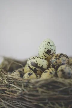 Close up of Quail eggs nest, Easter holiday  concept. Stock Photos