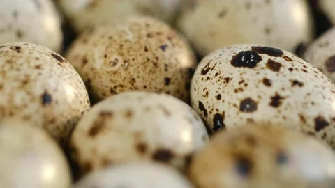 Close-up of quail eggs a rotating . Bright colorful quail eggs. Macro. Selective Stock Footage 168616264