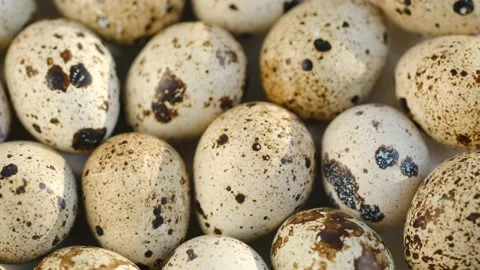 Close-up of quail eggs a rotating . Bright colorful quail eggs. Macro. Selective Stock Footage 168752872