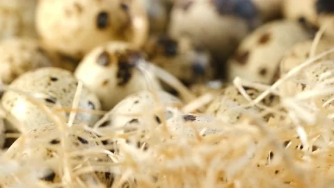 Close-up of quail eggs a rotating . Bright colorful quail eggs. Macro. Selective Stock Footage 175557528