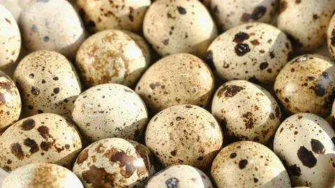 Close-up of quail eggs a rotating . Bright colorful quail eggs. Macro. Selective Stock Footage 185855751