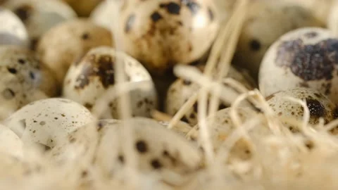 Close-up of quail eggs a rotating . Bright colorful quail eggs. Macro. Selective Video stock 194614980