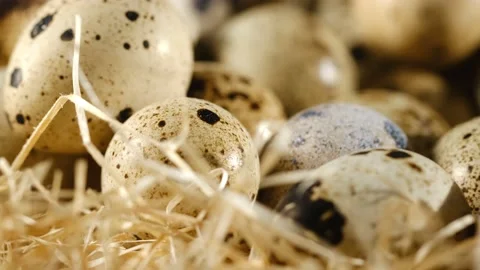 Close-up of quail eggs a rotating . Bright colorful quail eggs. Macro. Selective Видео 194615209