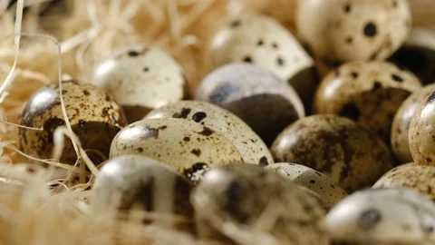 Close-up of quail eggs a rotating . Bright colorful quail eggs. Macro. Selective Видео 194641478