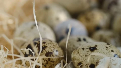 Close-up of quail eggs a rotating . Bright colorful quail eggs. Macro. Selective Video stock 194930638