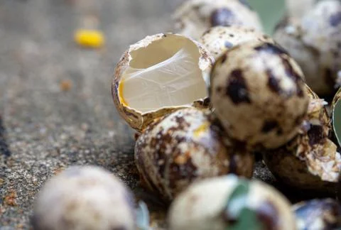 Close up of quail eggs shell on the cement floor Stock Photos