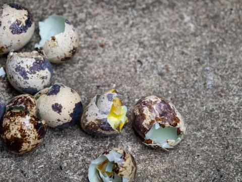 Close up of quail eggs shell on the cement floor Stock Photos