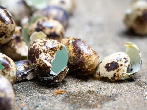 Close up of quail eggs shell on the cement floor Stock Photos