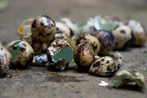 Close up of quail eggs shell on the cement floor Stock Photos