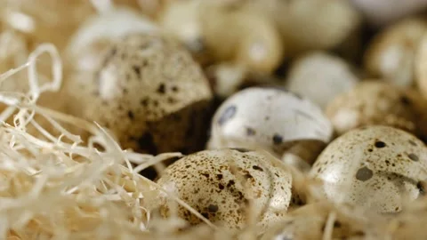 Close up of quail eggs in straw nest. Organic farming, natural still-life Stock Footage 168982570