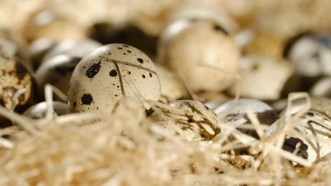 Close up of quail eggs in straw nest. Organic farming, natural still-life 스톡 동영상 194413684