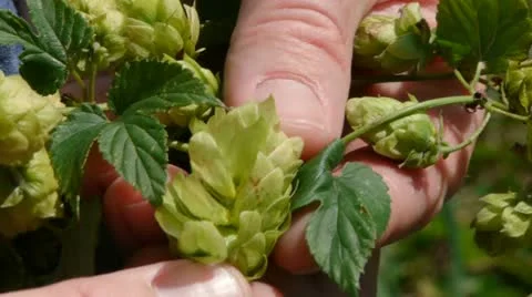 Close Up Quality Control of Common Hop - Humulus Lupulus Stock Footage 21777500