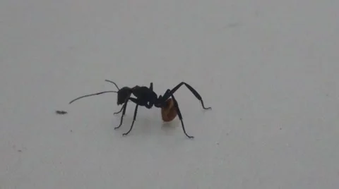 Close up of a queen ant against a white background. Vídeo Stock 64290819