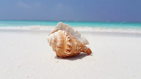 Close up Queen Conch Seashell On Sand, abstract summer vacation background Stockbeeldmateriaal 119148224