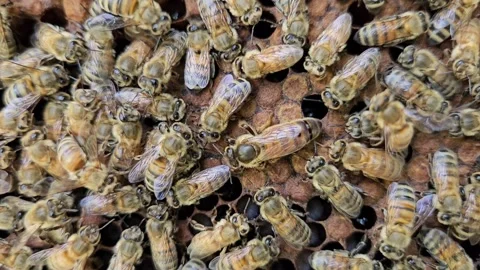 Close-up of a queen honeybee surrounded by worker bees in a managed beehive. Stock Footage 317526191