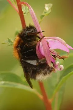 Close up of a queen of tree or new garden bumblebee, Bombus hypnorum Foto stock