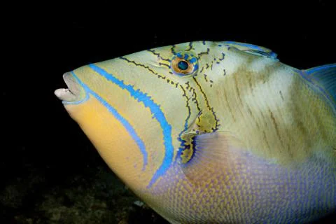 Close-up of Queen triggerfish Stock Photos