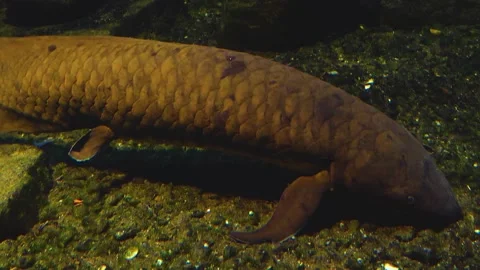 Close up Queensland lungfish Stock Footage 140623874