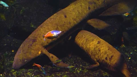 Close up of a Queensland lungfish Stock Footage 144389365