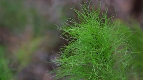 Close up of Queensland plant Stock Footage 71353699