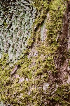 Close-up of Quercus Tree Bark covered with green moss Fotos de archivo