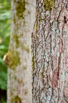 Close-up of Quercus Tree Bark with moss in natural forest setting Stock Photos