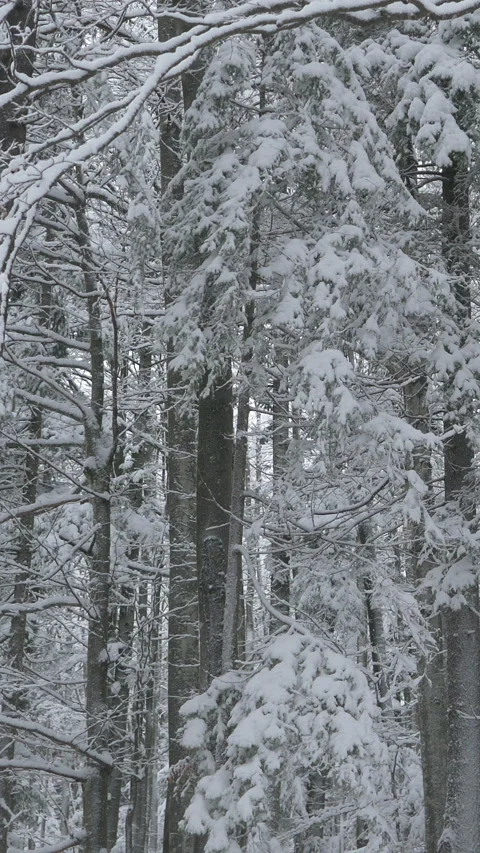 CLOSE UP: Quiet coniferous forest gets covered in fresh powder snow during storm Vídeos de archivo 315475240