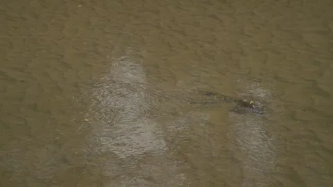 Close up of quiet flowing river with transparent waters and sand bottom Stock Footage 163335282
