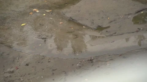 Close up of quiet transparent stream with flowing leaves and sand riverside 動画素材 163335289