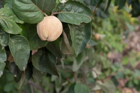 Close up of quince on tree. Stock Photos
