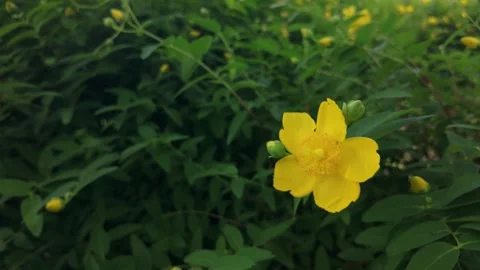 Close-up of quincea flower Stock Footage 277206039
